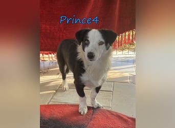 Prince4 geb. 03/2025 (GRC) - schüchterner, kleiner Sonnenschein sucht ein Für-immer-Zuhause!