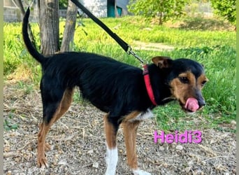 Heidi3 geb. 01/2025 (ESP) - kleine, fröhliche Hundedame sucht ihr Körbchen!
