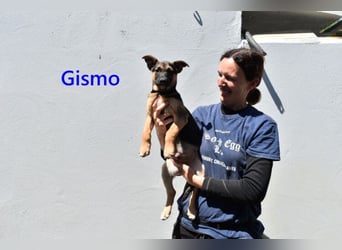 Gismo geb. 01/2026 (ESP) - charmanter, unverdorbener Welpe sucht sein Körbchen!