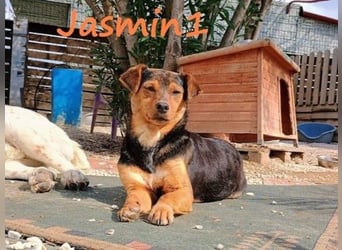 Jasmin1 geb. 08/2022 (GRC) - kleines Mädchen sucht ihre Familie!