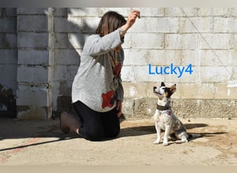 Lucky4 geb. 06/2025 (ESP) - verspielter Junghund sucht Pflegestelle oder Zuhause!