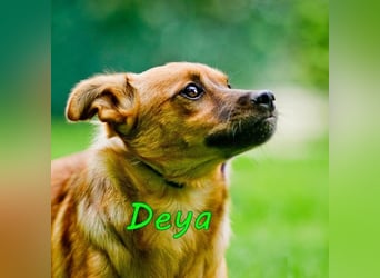 DRINGEND! Deya geb. 02/2021 (in Deutschland) - kleine Maus sucht zweite Chance!