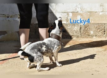 Lucky4 geb. 06/2025 (ESP) - verspielter Junghund sucht Pflegestelle oder Zuhause!