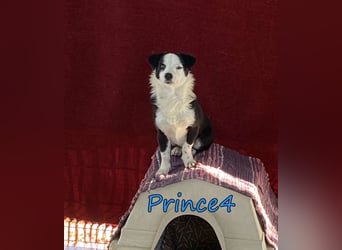 Prince4 geb. 03/2025 (GRC) - schüchterner, kleiner Sonnenschein sucht ein Für-immer-Zuhause!