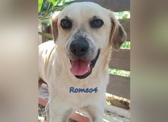 Romeo4 08/2022 (GRC) - schüchterner Schatz sucht Menschen mit Herz!