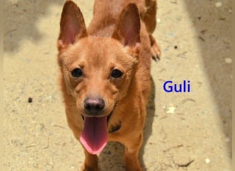 Guli geb. 07/2022 (ESP) - ein Sonne-im-Herzen Hund verdient sein Happy End!