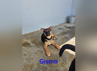 Gismo geb. 01/2026 (ESP) - charmanter, unverdorbener Welpe sucht sein Körbchen!
