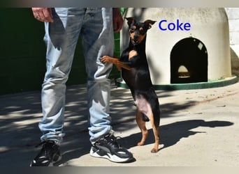 Coke geb. 12/2024 (ESP) - verschmuster und menschenbezogener Junghund!