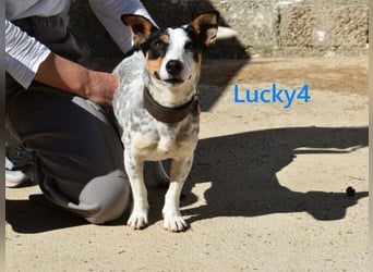 Lucky4 geb. 06/2025 (ESP) - verspielter Junghund sucht Pflegestelle oder Zuhause!