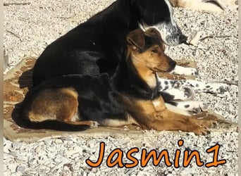 Jasmin1 geb. 08/2022 (GRC) - kleines Mädchen sucht ihre Familie!