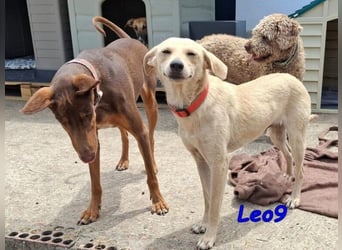Leo9 geb. 06.2025 (ESP) - junger Hundemann sucht seine Familie!