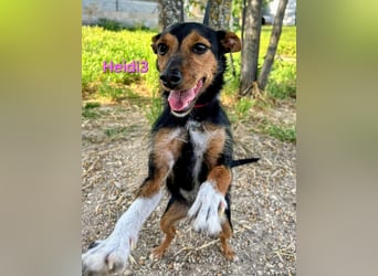 Heidi3 geb. 01/2025 (ESP) - kleine, fröhliche Hundedame sucht ihr Körbchen!
