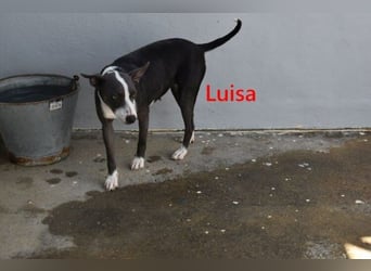 Luisa geb. 02/2023 (ESP) - verschmuste, wunderschöne Traumhündin!