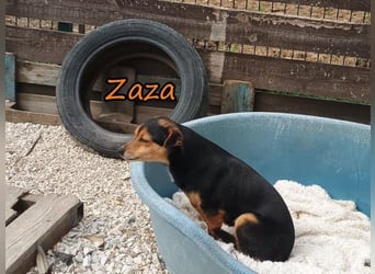 Zaza geb. 08/2022 (GRC) - kleine Hündin sucht Vertrauensperson!