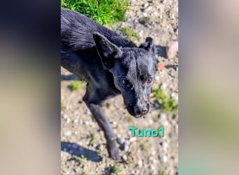 Tuno1 geb. 06/2025 (ESP) - fröhlicher und sanfter Junghund!