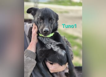 Tuno1 geb. 06/2025 (ESP) - fröhlicher und sanfter Junghund!