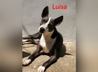 Luisa geb. 02/2023 (ESP) - verschmuste, wunderschöne Traumhündin!