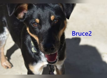 Bruce2 geb. 07.2025 (ESP) - freundlicher und verspielter Junghund sucht sein Zuhause!