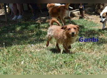 Gambi geb. 06/2023 (ESP) - unkomplizierter, freundlicher Hundemann!
