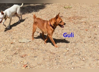 Guli geb. 07/2022 (ESP) - ein Sonne-im-Herzen Hund verdient sein Happy End!