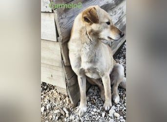 Carmelo2 geb. 10/2023 (GRC) - lieber, verschmuster Hundepartner sucht sein Zuhause!