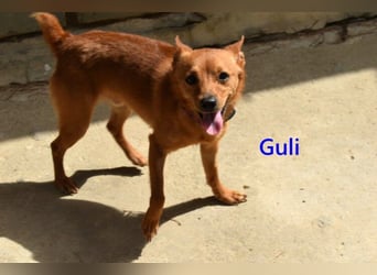 Guli geb. 07/2022 (ESP) - ein Sonne-im-Herzen Hund verdient sein Happy End!