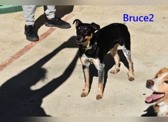 Bruce2 geb. 07.2025 (ESP) - freundlicher und verspielter Junghund sucht sein Zuhause!