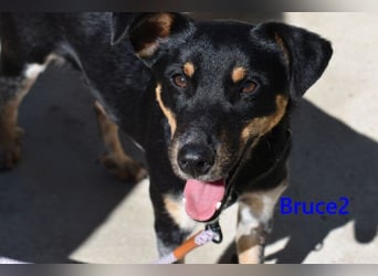 Bruce2 geb. 07.2025 (ESP) - freundlicher und verspielter Junghund sucht sein Zuhause!