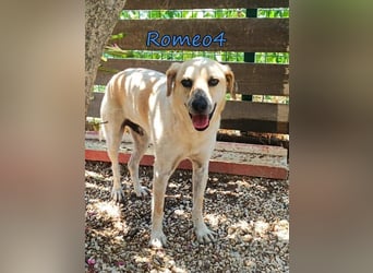 Romeo4 08/2022 (GRC) - schüchterner Schatz sucht Menschen mit Herz!