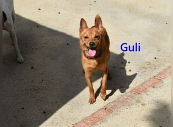 Guli geb. 07/2022 (ESP) - ein Sonne-im-Herzen Hund verdient sein Happy End!