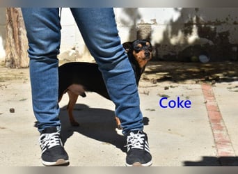 Coke geb. 12/2024 (ESP) - verschmuster und menschenbezogener Junghund!