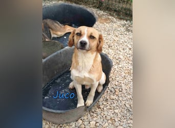 Juco geb. 08/2024 (GRC) - ruhiger, sozialer und liebenswerter junger Mann sucht ein Zuhause!