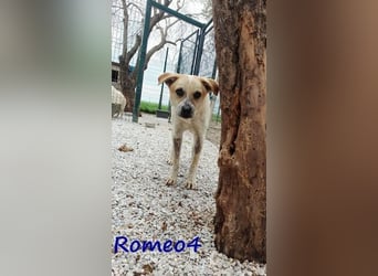 Romeo4 08/2022 (GRC) - schüchterner Schatz sucht Menschen mit Herz!