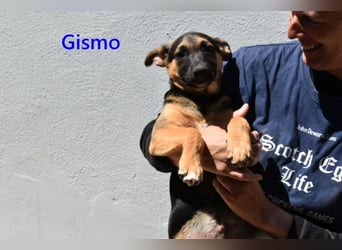 Gismo geb. 01/2026 (ESP) - charmanter, unverdorbener Welpe sucht sein Körbchen!
