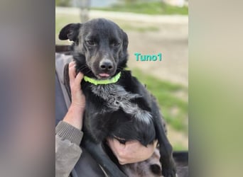 Tuno1 geb. 06/2025 (ESP) - fröhlicher und sanfter Junghund!