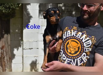 Coke geb. 12/2024 (ESP) - verschmuster und menschenbezogener Junghund!