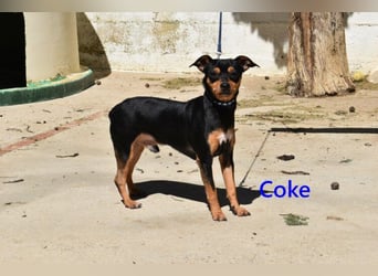 Coke geb. 12/2024 (ESP) - verschmuster und menschenbezogener Junghund!