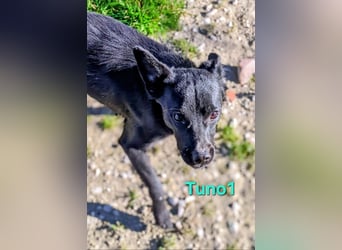 Tuno1 geb. 06/2025 (ESP) - fröhlicher und sanfter Junghund!