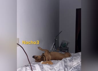 Nacho3 geb. 02/2022 (ESP) - geselliger und sozialer Bub sucht Pflegestelle oder Zuhause!