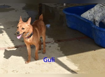 Guli geb. 07/2022 (ESP) - ein Sonne-im-Herzen Hund verdient sein Happy End!