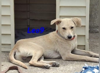 Leo9 geb. 06.2025 (ESP) - junger Hundemann sucht seine Familie!