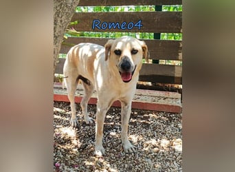 Romeo4 08/2022 (GRC) - schüchterner Schatz sucht Menschen mit Herz!
