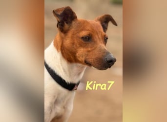 Kira7 geb. 07/2024 (ESP) - freundliches, liebevolles und verschmustes Bodeguero-Mix-Mädchen!