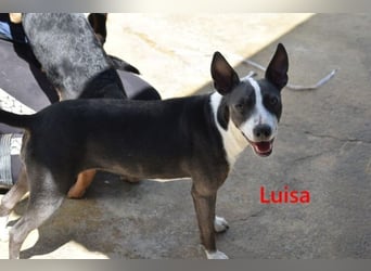 Luisa geb. 02/2023 (ESP) - verschmuste, wunderschöne Traumhündin!