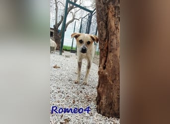 Romeo4 08/2022 (GRC) - schüchterner Schatz sucht Menschen mit großem Herz!