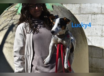 Lucky4 geb. 06/2025 (ESP) - verspielter Junghund sucht Pflegestelle oder Zuhause!