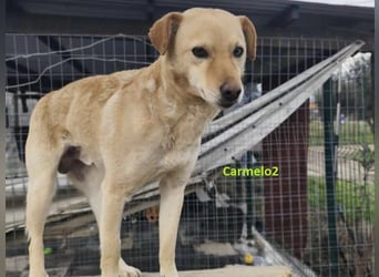 Carmelo2 geb. 10/2023 (GRC) - lieber, verschmuster Hundepartner sucht sein Zuhause!