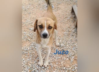 Juco geb. 08/2024 (GRC) - ruhiger, sozialer und liebenswerter junger Mann sucht ein Zuhause!