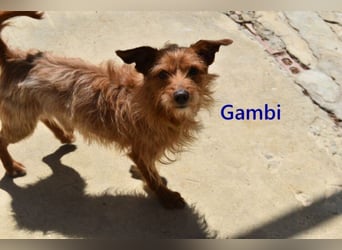 Gambi geb. 06/2023 (ESP) - unkomplizierter, freundlicher Hundemann!