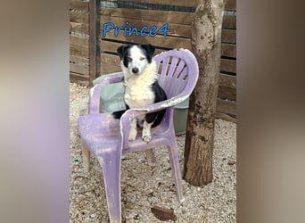 Prince4 geb. 03/2025 (GRC) - schüchterner, kleiner Sonnenschein sucht ein Für-immer-Zuhause!